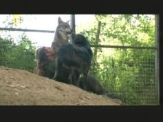 DVB-S2 National Geographic Portugal